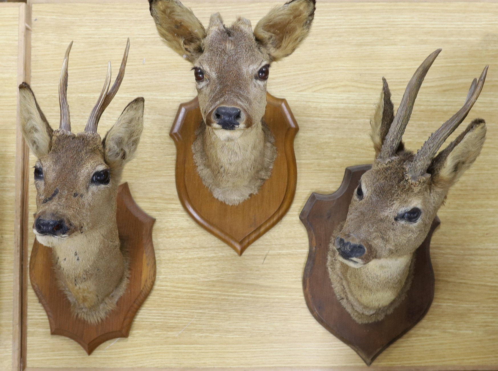 Taxidermy- three Roe Deer heads mounted on shields, largest 50 cm high